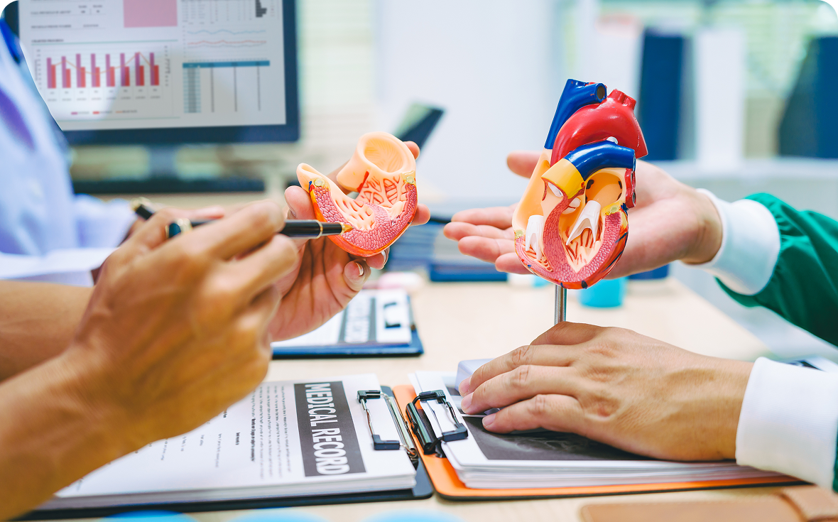 Doctors discussing anatomical heart models